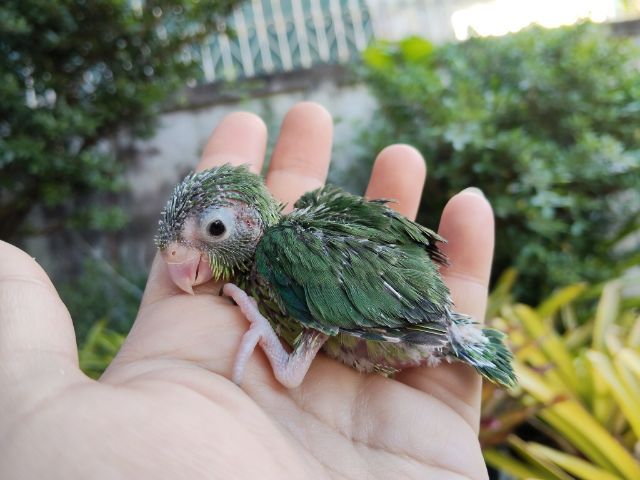 นกแก้วฟอพัส