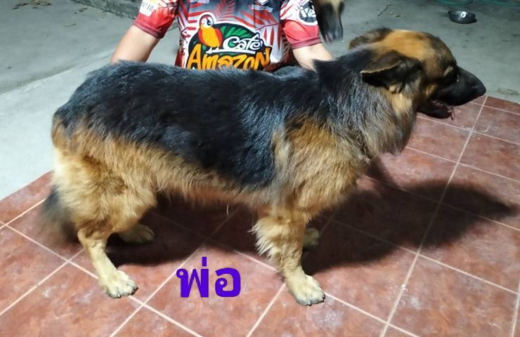 ลูกเยอรมันเชฟเพิร์ด รูปที่ 2