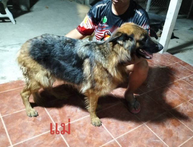 ลูกเยอรมันเชฟเพิร์ด