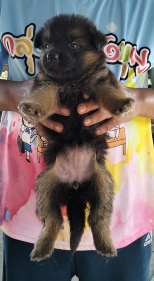 ลูกเยอรมันเชฟเพิร์ด รูปที่ 4