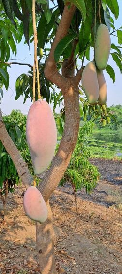 ไม่ใช่ ร้อนเงินเจ้าของขายเอง ติดน้ำปิงติดถนนสองด้าน วิวสวยเหมาะทำบ้านพักตากอากาศ รูปที่ 3