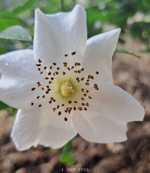 ไม่ใช่ ร้อนเงินเจ้าของขายเอง ติดน้ำปิงติดถนนสองด้าน วิวสวยเหมาะทำบ้านพักตากอากาศ รูปที่ 4