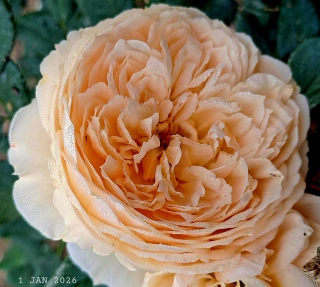 ไม่ใช่ ร้อนเงินเจ้าของขายเอง ติดน้ำปิงติดถนนสองด้าน วิวสวยเหมาะทำบ้านพักตากอากาศ รูปที่ 2