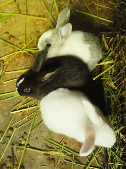 กระต่ายไฮบริด รูปที่ 6