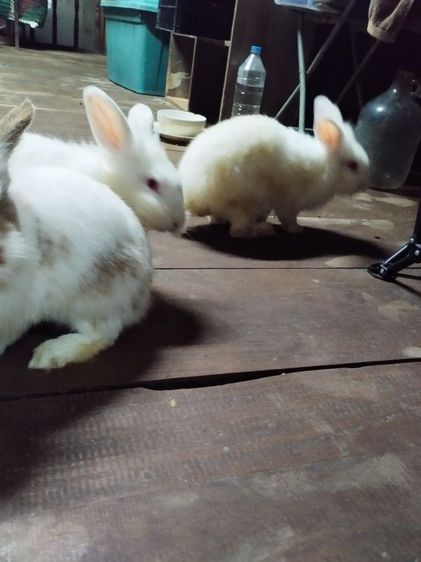 กระต่ายไฮบริด รูปที่ 2