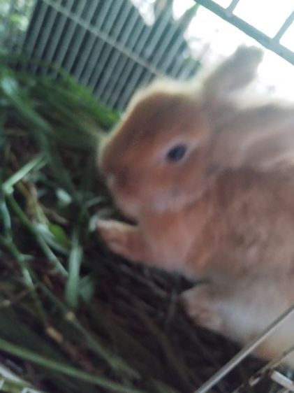 กระต่ายไฮบริด รูปที่ 8