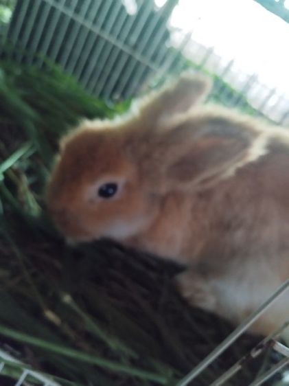 กระต่ายไฮบริด รูปที่ 9