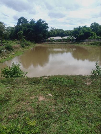 ขายที่ดินติดแม่น้ำโขง เชียงคาน 10 ไร่ ขาย 10 ล้านบาท ต่ำกว่าตลาด รูปที่ 3