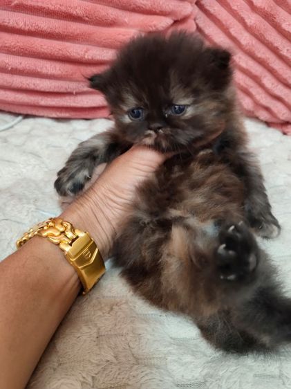 น้องหมี ดญ รูปที่ 2