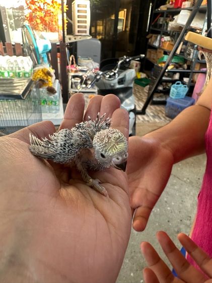 หงส์หยกซากุระ รูปที่ 3