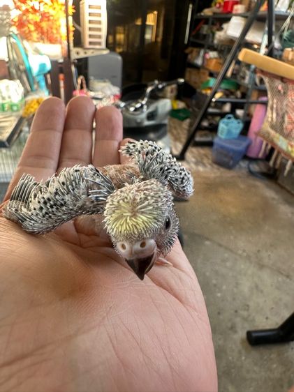 หงส์หยกซากุระ