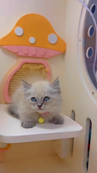 สก็อตต์ติช โฟลด์ เพศ ญ  รูปที่ 5