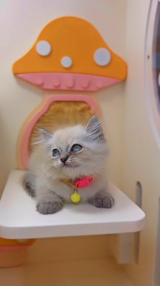 สก็อตต์ติช โฟลด์ เพศ ญ  รูปที่ 4