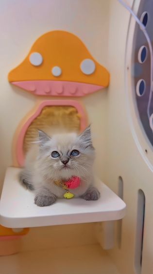 สก็อตติช โฟลด์ (Scottish Fold) สก็อตต์ติช โฟลด์ เพศ ญ 