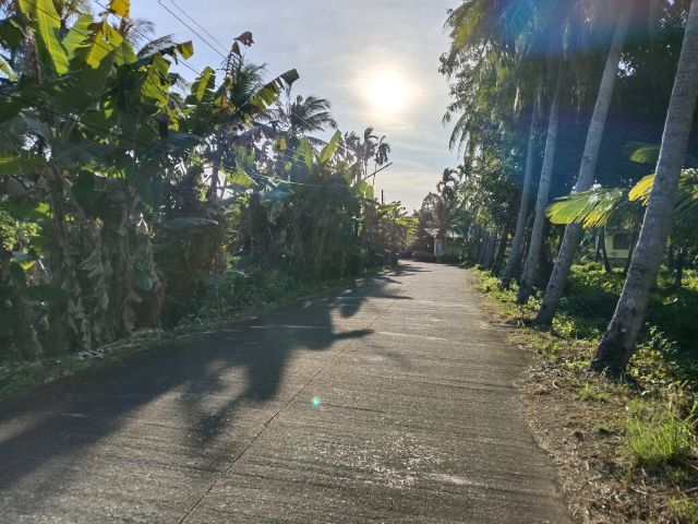 ใช่ ขายที่ดินสวนมะพร้าวเกือบ 5 ไร่  รูปที่ 3