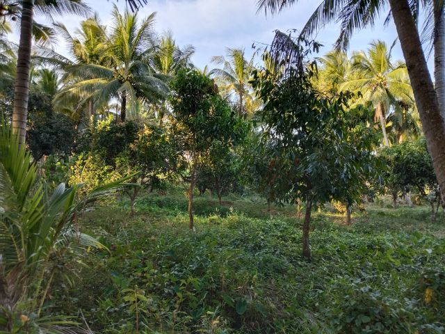 ใช่ ขายที่ดินสวนมะพร้าวเกือบ 5 ไร่  รูปที่ 4