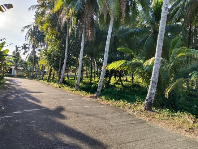 ขายที่ดินสวนมะพร้าวเกือบ 5 ไร่ 