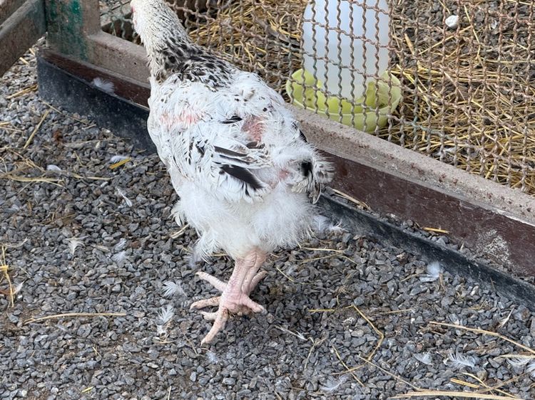 ไก่ light Sussex ตัวผู้ หลายรุ่น ขายเหมา รูปที่ 8