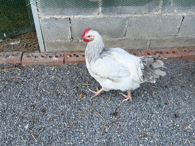 ไก่ light Sussex ตัวผู้ หลายรุ่น ขายเหมา รูปที่ 10