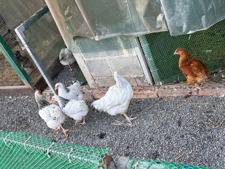 ไก่ light Sussex ตัวผู้ หลายรุ่น ขายเหมา รูปที่ 2