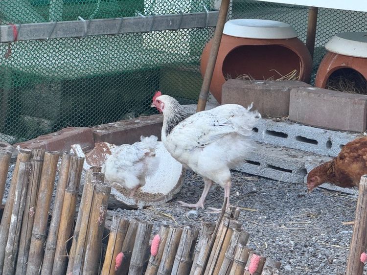 ไก่ light Sussex ตัวผู้ หลายรุ่น ขายเหมา รูปที่ 9