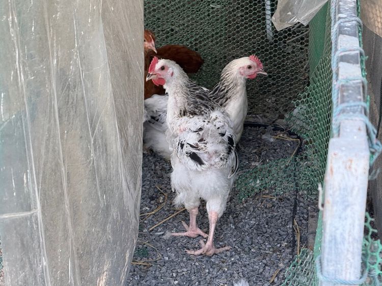 ไก่ light Sussex ตัวผู้ หลายรุ่น ขายเหมา รูปที่ 7