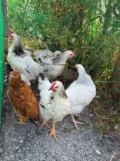 ไก่ light Sussex ตัวผู้ หลายรุ่น ขายเหมา รูปที่ 5