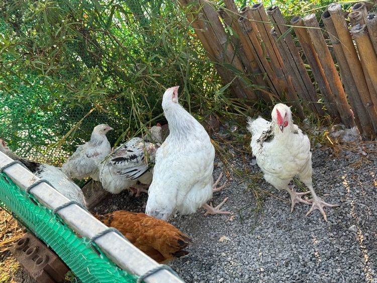 ไก่ light Sussex ตัวผู้ หลายรุ่น ขายเหมา รูปที่ 4