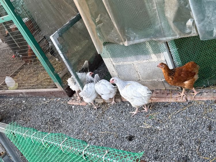 ไก่ light Sussex ตัวผู้ หลายรุ่น ขายเหมา รูปที่ 3