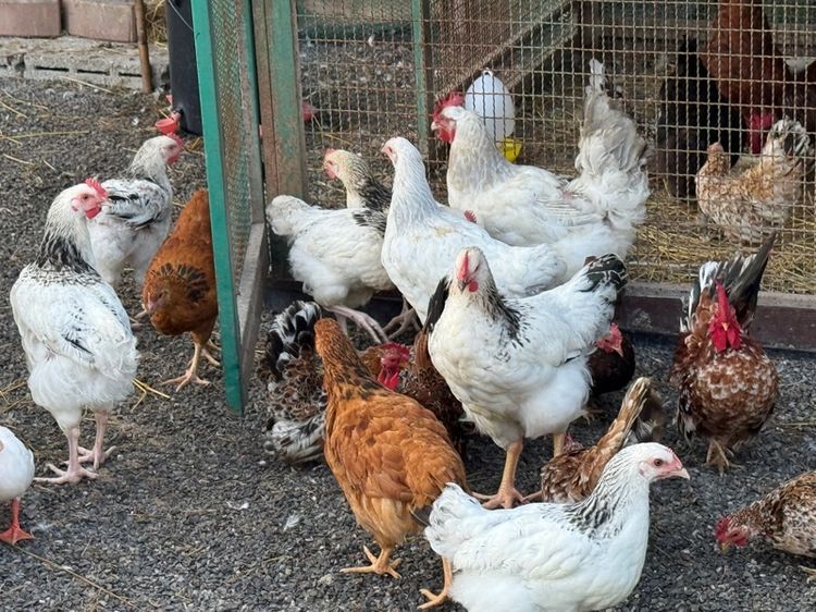 ไก่ light Sussex ตัวผู้ หลายรุ่น ขายเหมา