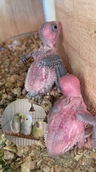 ลูกป้อนฟอพัส