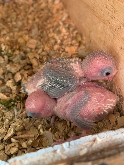 ลูกป้อนฟอพัส รูปที่ 2