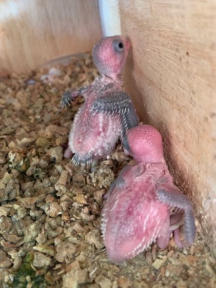 ลูกป้อนฟอพัส รูปที่ 3