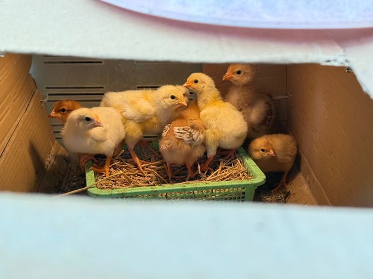 ลูกไก่ผสม light Sussex และRhode Island Red รูปที่ 4