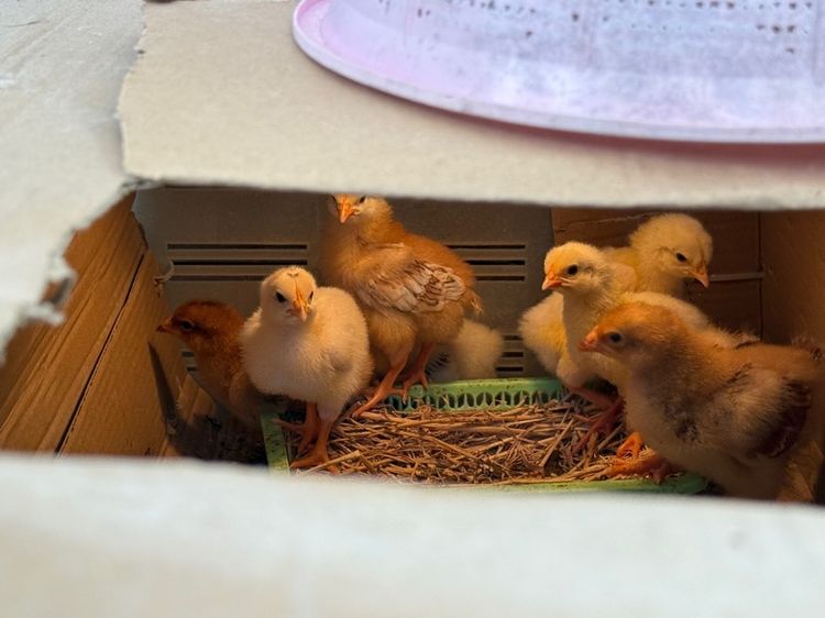 ลูกไก่ผสม light Sussex และRhode Island Red รูปที่ 2