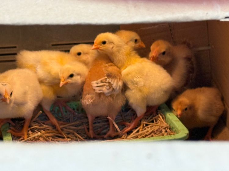 ลูกไก่ผสม light Sussex และRhode Island Red