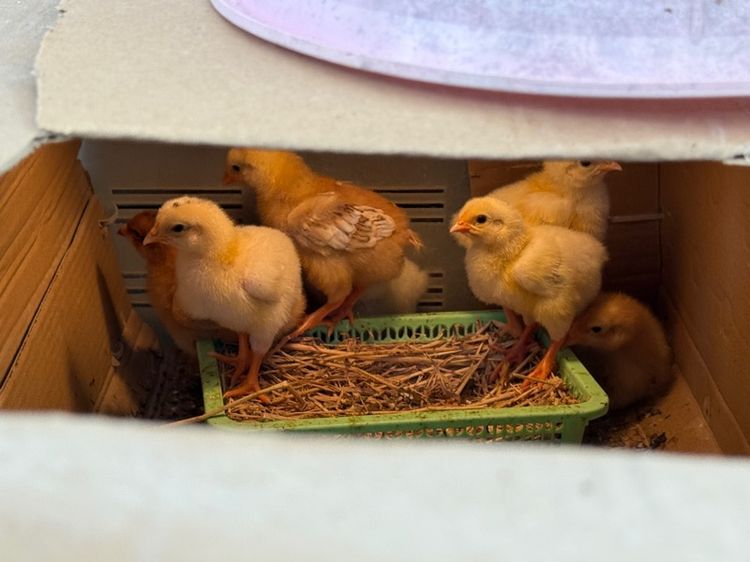 ลูกไก่ผสม light Sussex และRhode Island Red รูปที่ 8