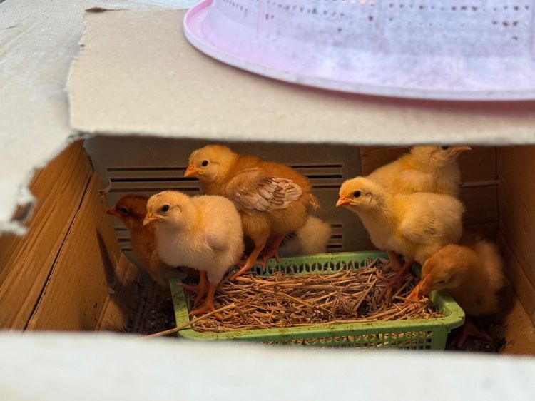 ลูกไก่ผสม light Sussex และRhode Island Red รูปที่ 9