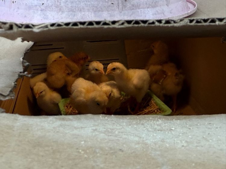 ลูกไก่ผสม light Sussex และRhode Island Red รูปที่ 3