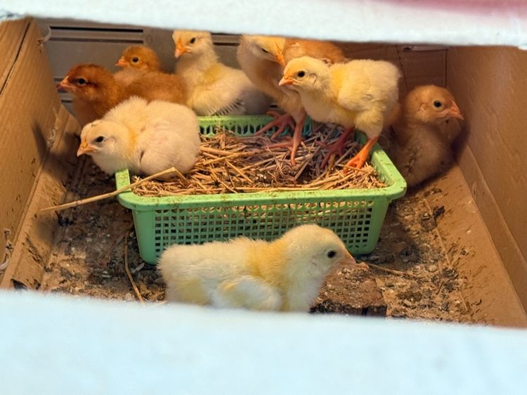 ลูกไก่ผสม light Sussex และRhode Island Red รูปที่ 7