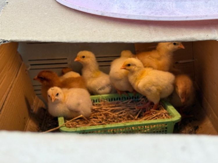 ลูกไก่ผสม light Sussex และRhode Island Red รูปที่ 6