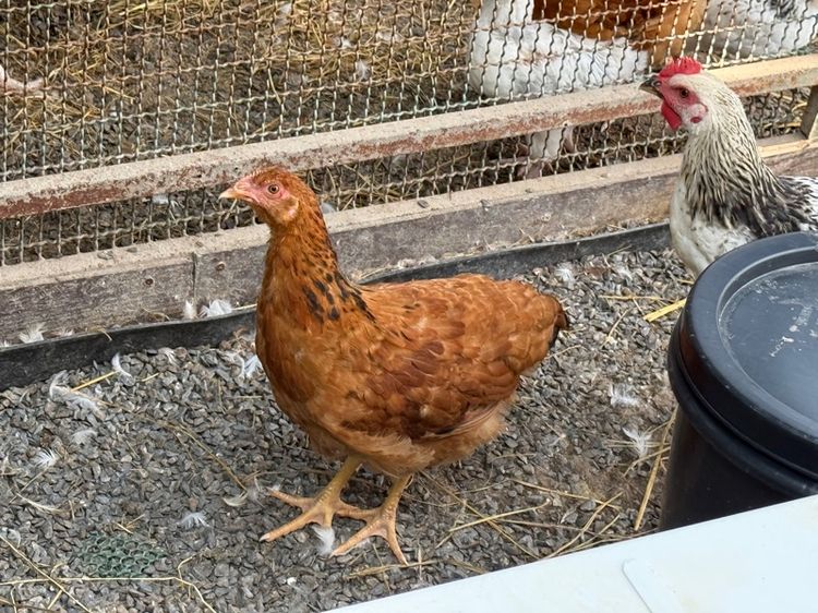 ไก่ผสม light Sussex และ Rhode Island Red รูปที่ 4