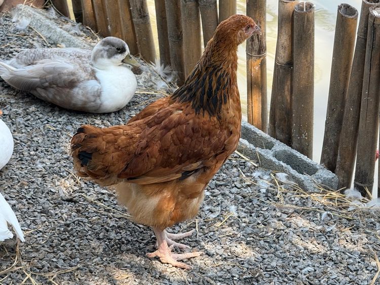 ไก่ผสม light Sussex และ Rhode Island Red รูปที่ 8
