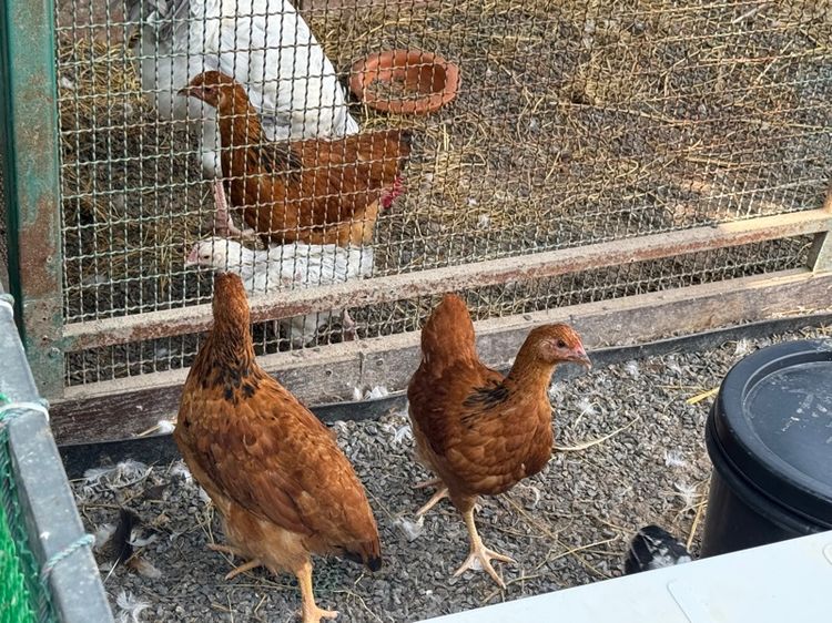 ไก่ผสม light Sussex และ Rhode Island Red รูปที่ 5