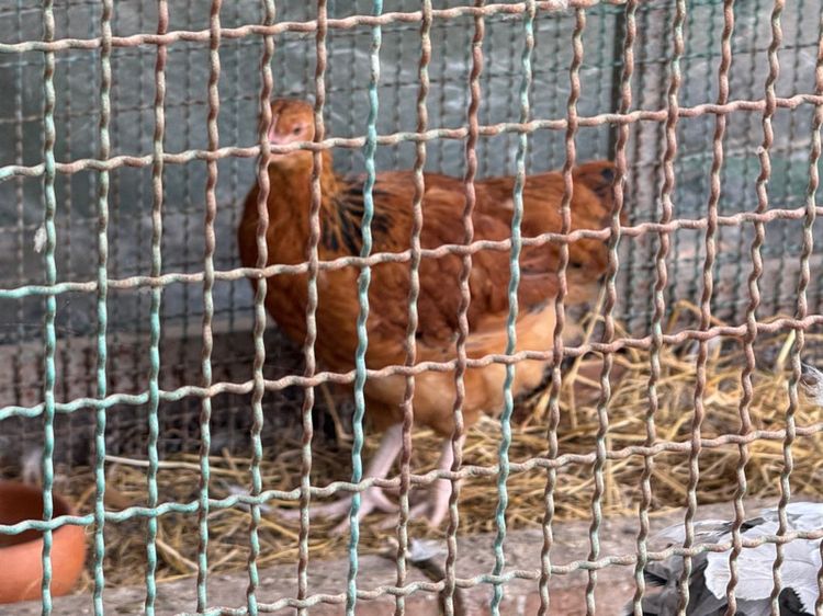 ไก่ผสม light Sussex และ Rhode Island Red รูปที่ 6