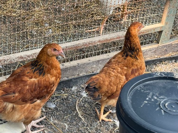 ไก่ผสม light Sussex และ Rhode Island Red รูปที่ 2