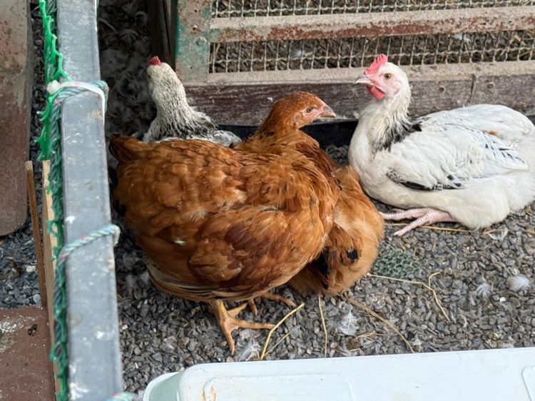 ไก่ผสม light Sussex และ Rhode Island Red รูปที่ 3