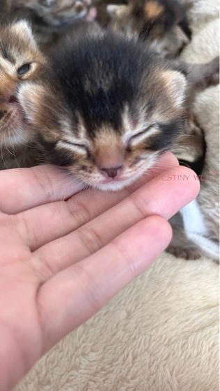 แมวเบงกอลสีชาโคล รูปที่ 2