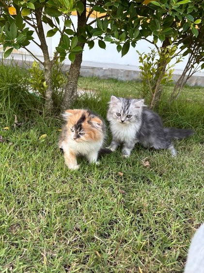 แมวเปอร์เซีย รูปที่ 4