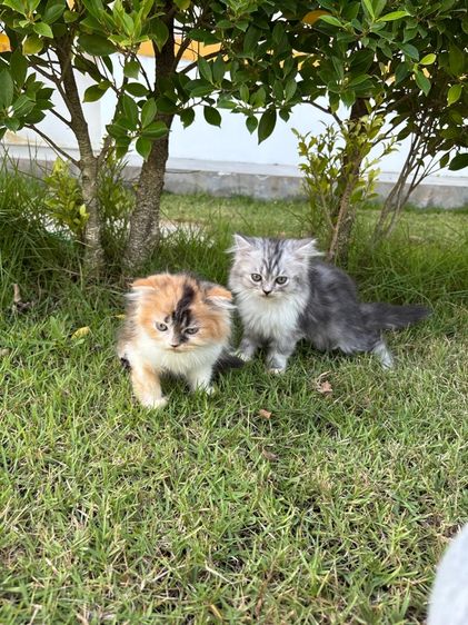 แมวเปอร์เซีย